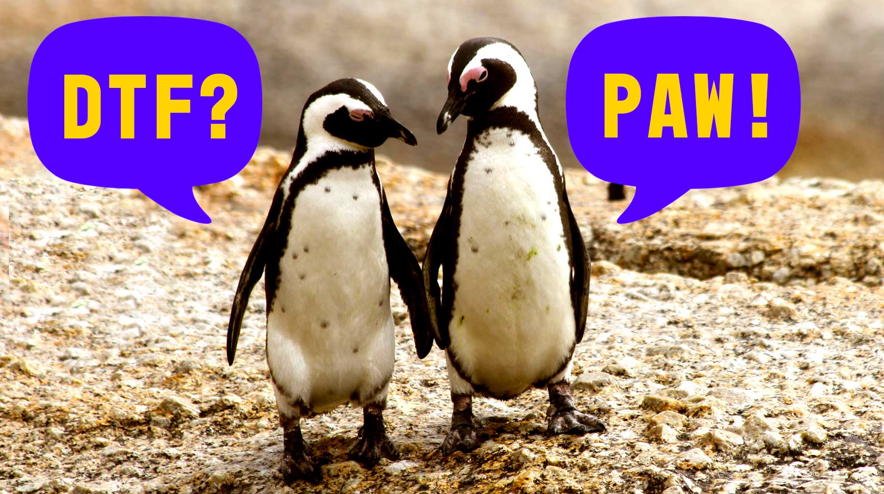Två pingviner som går bredvid varandra. En pingvin frågar ”DTF?” och den andra svarar ”PAW!”.