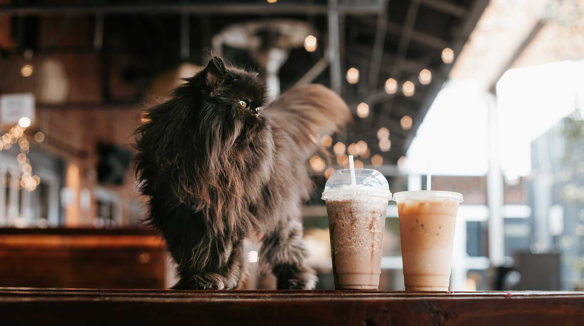 En perserkatt står på ett kafébord bredvid ett par iskaffe.